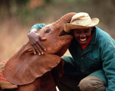 David Sheldrick Wildlife Trust takes care of baby elephants and rhinos